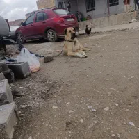 سرابی اصل