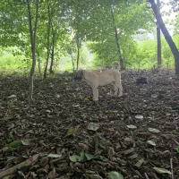 سرابی