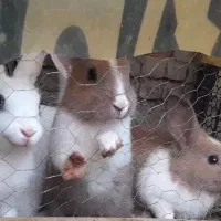 خرگوش بازیگوش