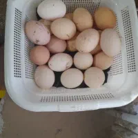 تخم مرغ محلی نطفه دار دورگ گلین نطفه دار