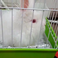 خرگوش لوپ سفید بازی گوش