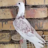 فروش کبوتر