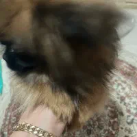 فروش پت خانگی