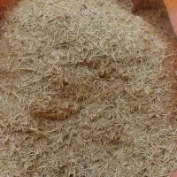 کاه عدس