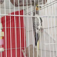 عروس هلندی ماده