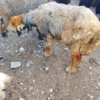 بز میش
