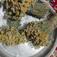 گل برنجاس
