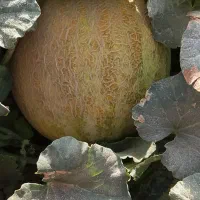 قندک|خوردنی و آشامیدنی|هیرمند, |دیوار