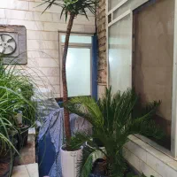 گل یوکا تنه دار بزرگ