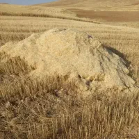 کاه گندم دیم