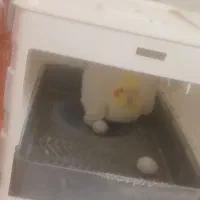 پرنده