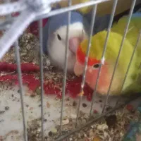 یک جفت طوطی برزیلی مولد