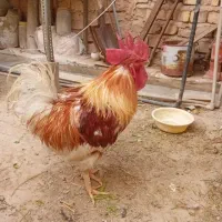 مرغ تخمگذار با خروس
