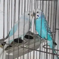 مرغ عشق جفت