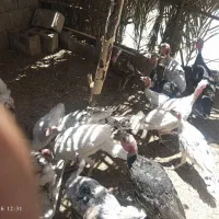 10عدد بوقلمون