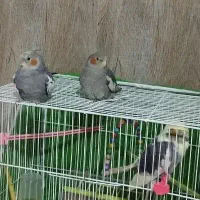 سه عدد عروس هلندی با قفس و لوازم