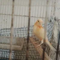 قناری بخون