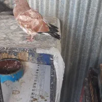 کبوتر|پرنده|ایذه, |دیوار