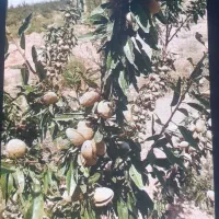 باغ-بادام-پرثمر-3200متر