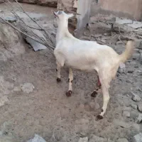 یک دانه نری با طالی سرحال