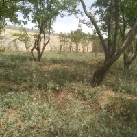 باغ-چهاردیواری