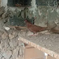 کبوتر|پرنده|چگنی, |دیوار