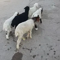 بره نر علف خور شرط صحیح سالم الیوز225/000/000
