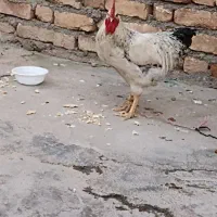 خروس
