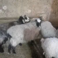 میش وبره نر رمانف جوان