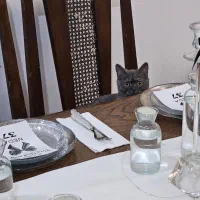 گربه اسکاتیش ماده