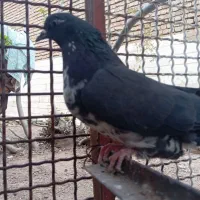 کفتر|پرنده|محلات, |دیوار