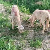 بره ماده لاکن اصل سالم