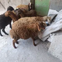 شش راس بره ماده درجه یک باب داشت.