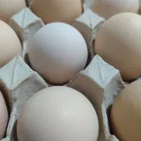 تخم لاری