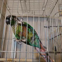 گرینجیک|پرنده|فیرورق, |دیوار