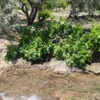 باغ-ویلایی-2000-متری-در-دشت-یال-ایخچی-فروش-ویژه