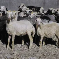 بره ماده شیشک پلنگی