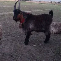 بزغاله دوبری آینده دار