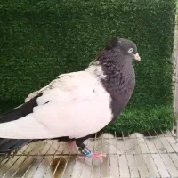 سینه سیاه نر جوانه