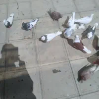 سلام‌به‌عشق‌بازها‌۲۴تا‌کبوتر