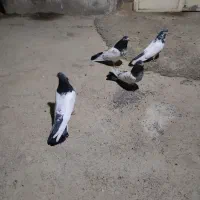کفترکله دار