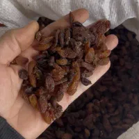 کشمش آب گیر ی   حلوایی