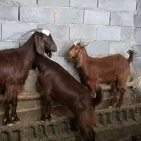دو بزغاله ماده و یک بز