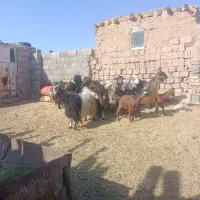 بز ترکی بزغاله