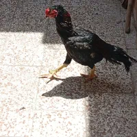 لاری|حیوانات مزرعه|مشهد, بلال|دیوار
