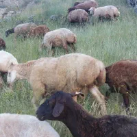 قوچ|حیوانات مزرعه|تبریز, |دیوار