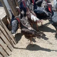 بوقلمون ماده