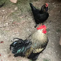 خروس برهما