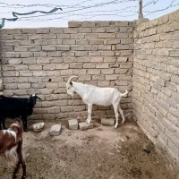 چهار عدد بز کهره دار ویک چاکلت سانن
