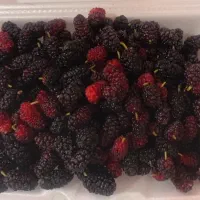 توت|خوردنی و آشامیدنی|آبدانان, |دیوار